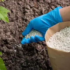 Ręka w niebieskiej rękawiczce rozsypuje granulki wapna pod warzywa z papierowej torby. Dbanie o glebę to klucz do obfitych plonów.