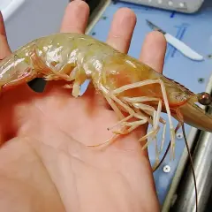 Duża, przezroczysta krewetka spoczywa na dłoni, przypominając o tym, gdzie żyją krewetki – w wodach oceanów i rzek.