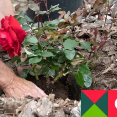 Sadzenie czerwonej róży. Kluczowe jest dobranie odpowiedniej **ziemi do róż**, która zapewni jej bujny wzrost i piękne kwitnienie.