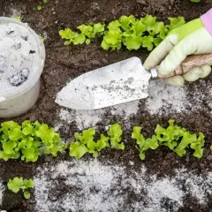 Ręka w rękawiczce rozsypuje popiół drzewny pod młode sadzonki sałaty. To naturalny nawóz, który pomoże im rosnąć.