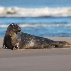 Szara foka odpoczywa na piaszczystej plaży, niedaleko falującego morza. To pokazuje, gdzie żyją foki, w ich naturalnym środowisku.