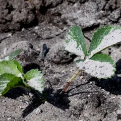 Młode sadzonki truskawek pokryte popiołem, który służy jako nawóz.