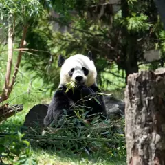 Co je panda? To jest ta urocza, czarno-biała niedźwiedzica jedząca bambus w lesie.