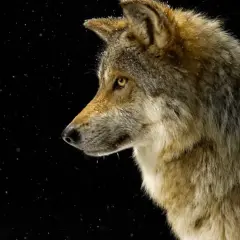 Wilk w profilu, z żółtymi oczami, na czarnym tle z płatkami śniegu. Czy można oswoić wilka? Jego dzika natura jest widoczna.