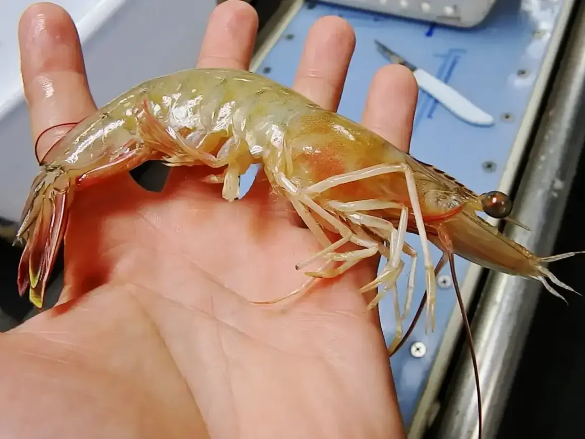 Duża, przezroczysta krewetka spoczywa na dłoni, przypominając o tym, gdzie żyją krewetki – w wodach oceanów i rzek.