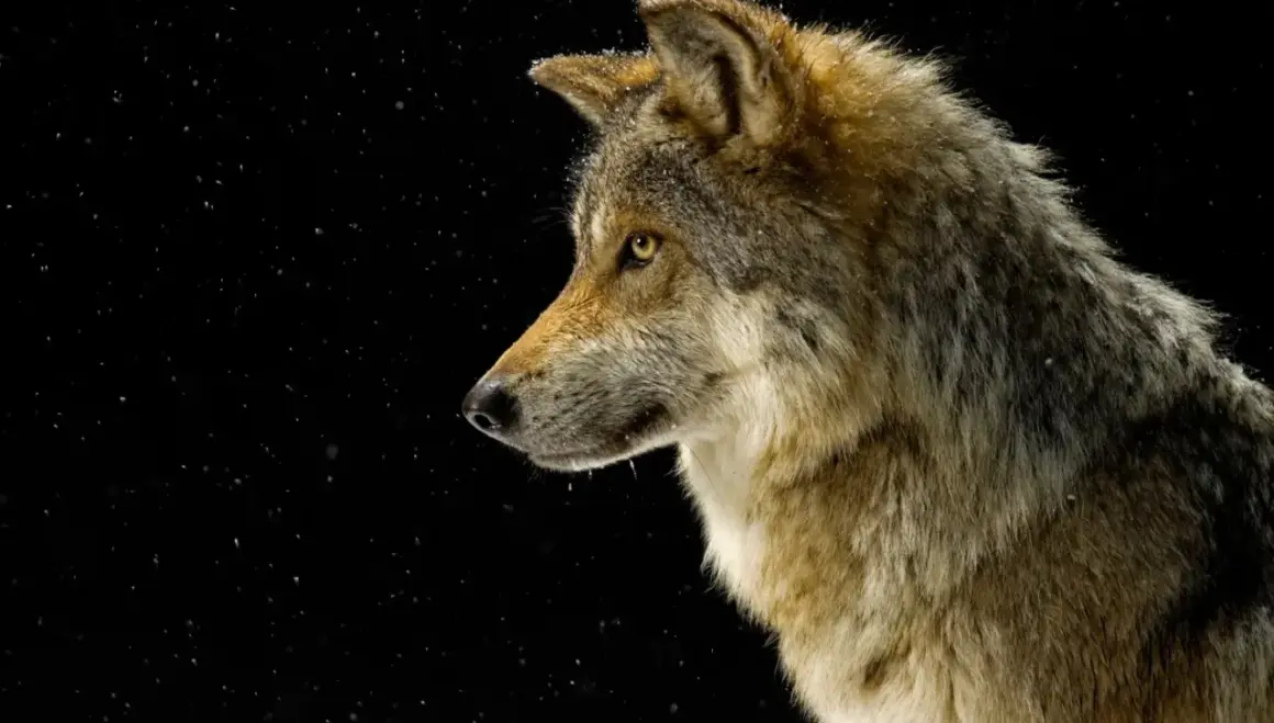 Wilk w profilu, z żółtymi oczami, na czarnym tle z płatkami śniegu. Czy można oswoić wilka? Jego dzika natura jest widoczna.