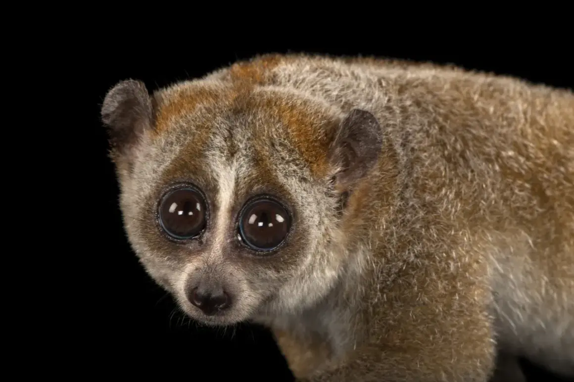 Słodki loris wolny, jedno z zagrożonych wyginięciem zwierząt, patrzy wielkimi oczami.