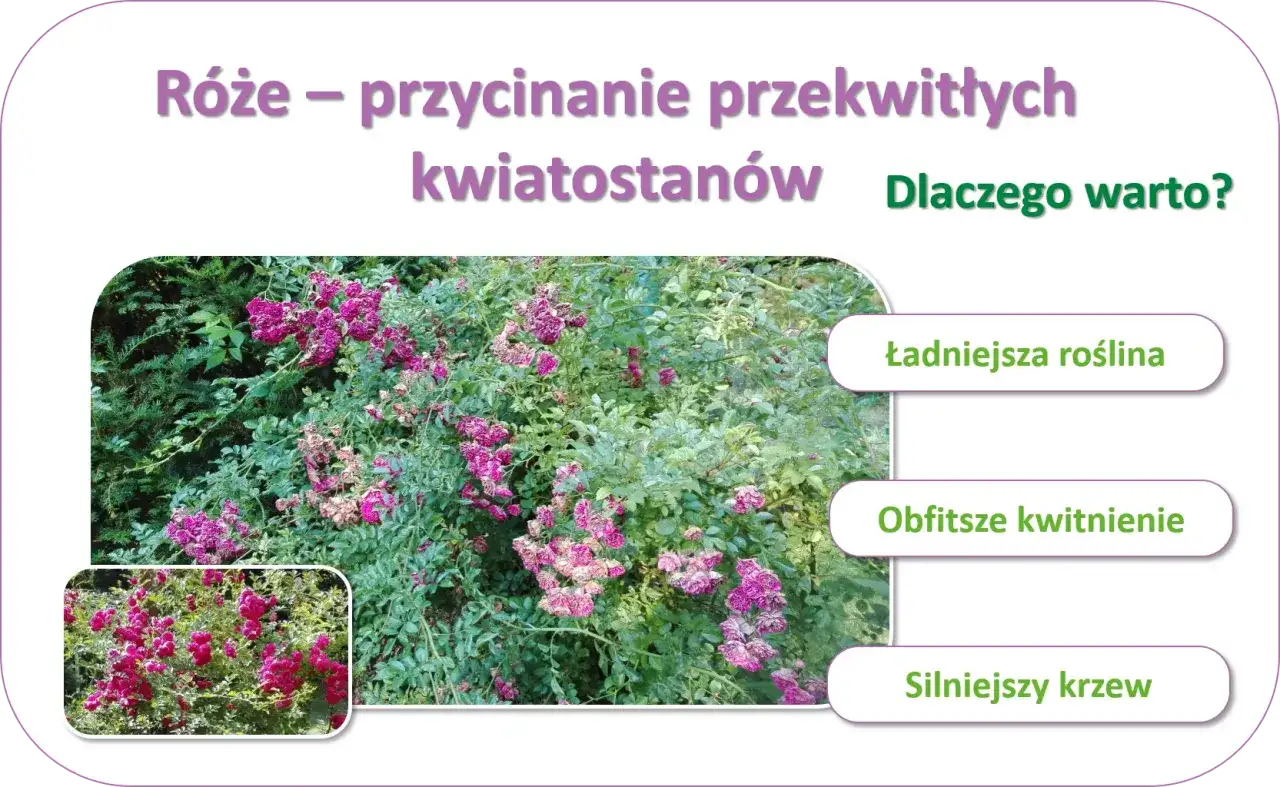 Jak przycinać róże po kwitnieniu, by kwitły dłużej?