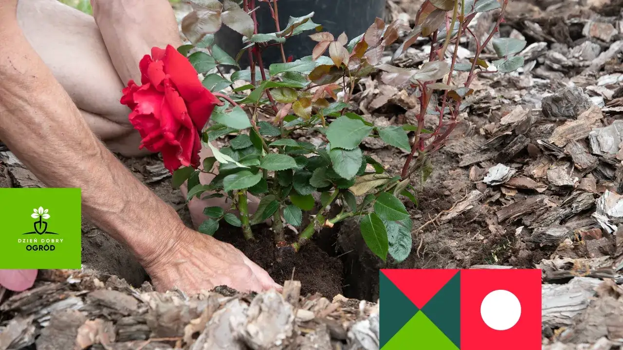 Jaka ziemia do róż? Przygotuj podłoże na lata