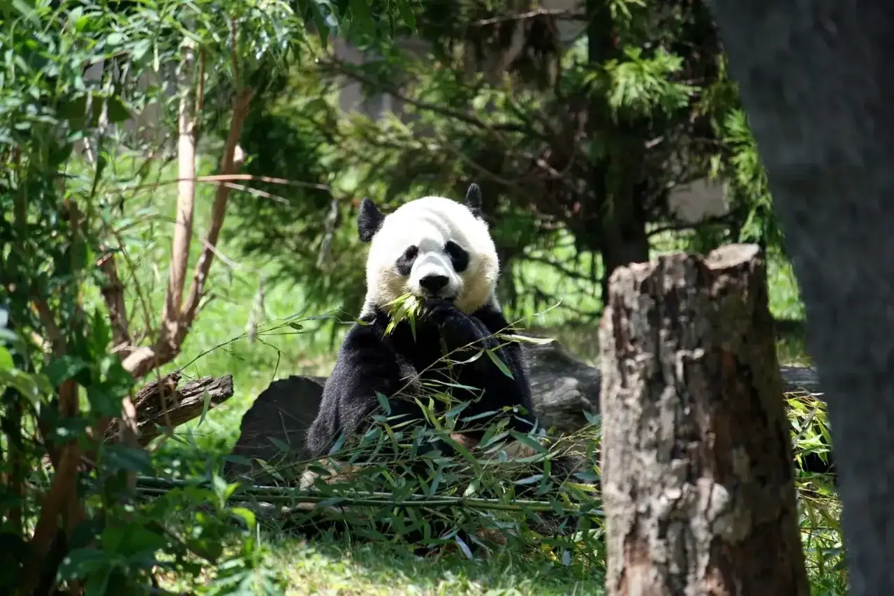 Co je panda wielka? Bambus, dieta i niezwykłe przystosowania