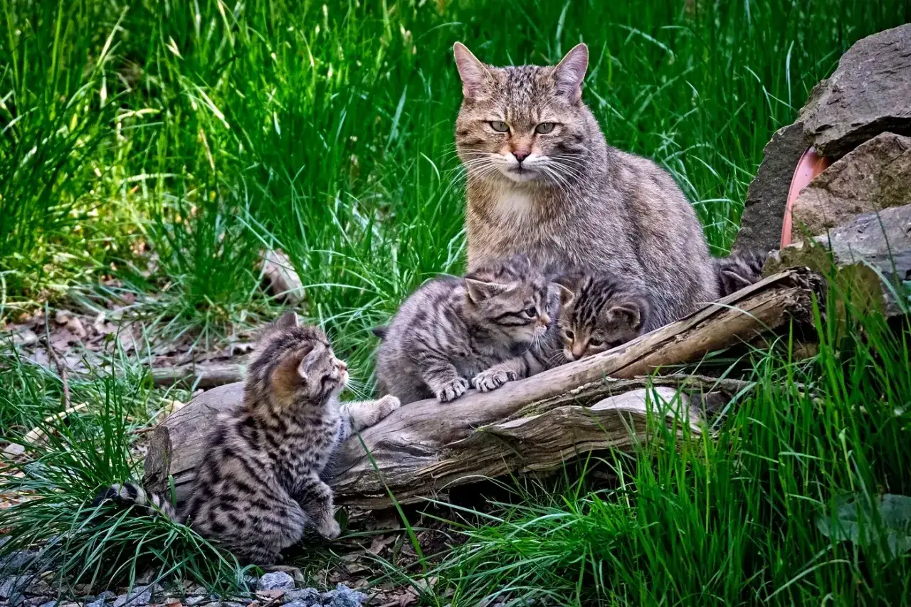 Żbik, dziki kot, czuwa nad swoimi małymi. Kocięta bawią się na pniu, otoczone bujną zielenią.