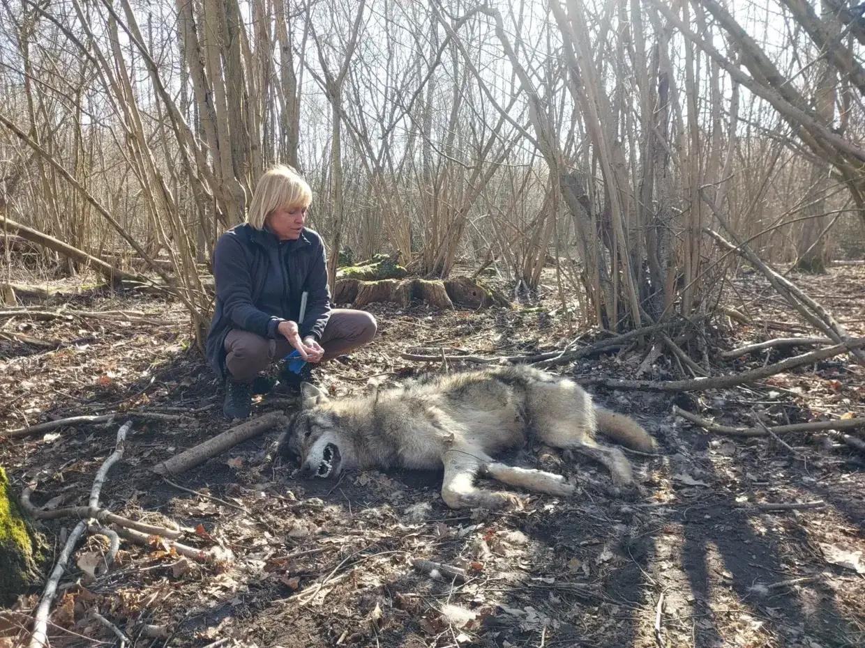 Kobieta pochyla się nad leżącym wilkiem w lesie. Pytanie, czy można oswoić wilka, pozostaje otwarte.