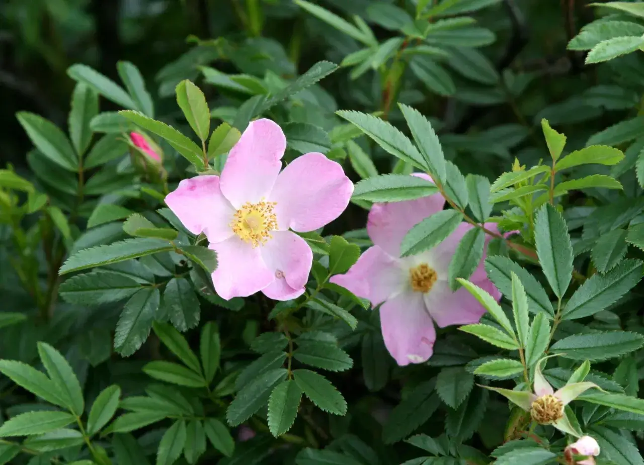 Delikatne, różowe kwiaty dzikiej róży rozkwitają wśród zielonych liści. To piękny widok, kiedy kwitnie dzika róża.