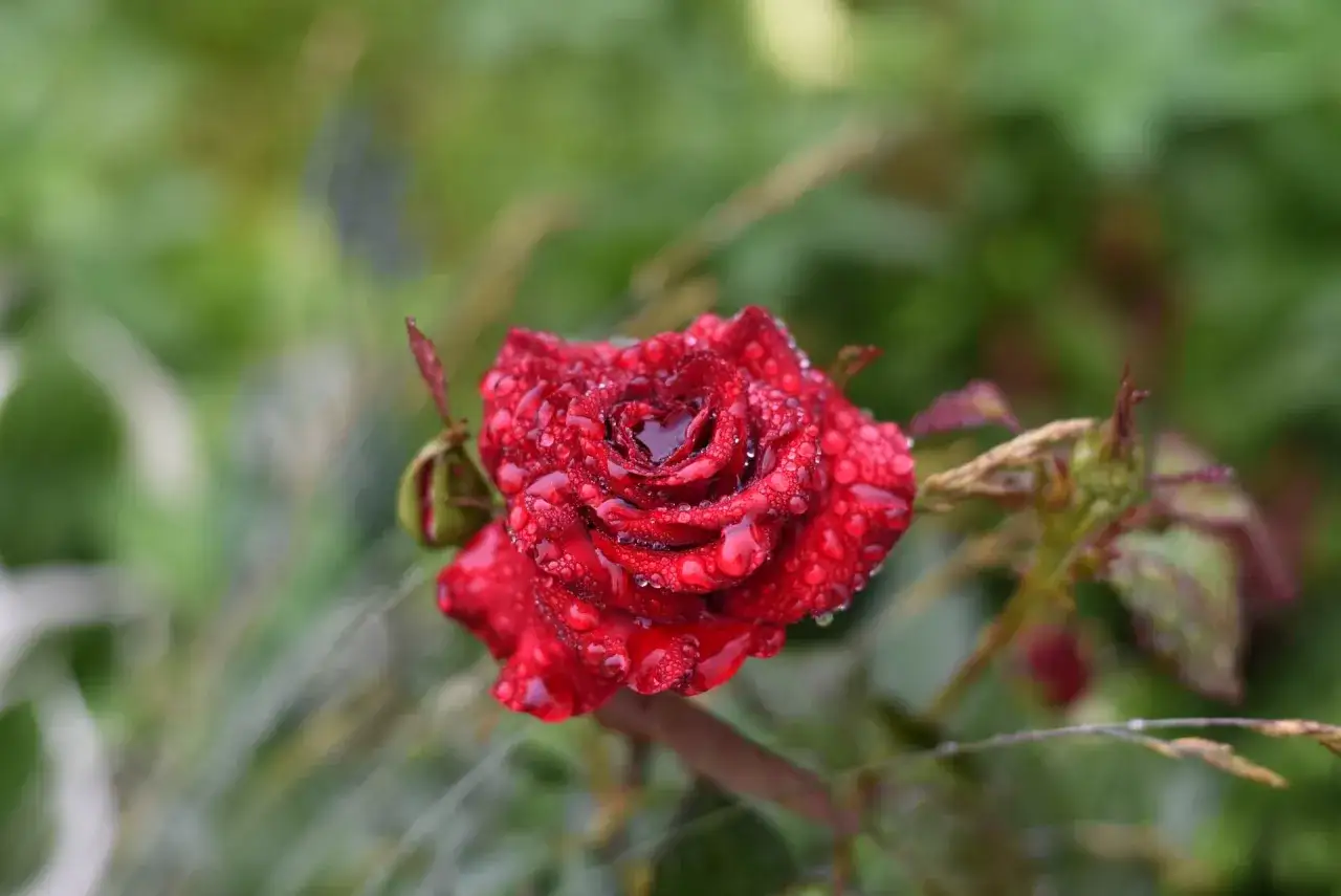 Czerwona róża z kroplami rosy, symbol piękna i zdrowia. Poznaj domowe sposoby na choroby róż, by cieszyć się ich blaskiem.