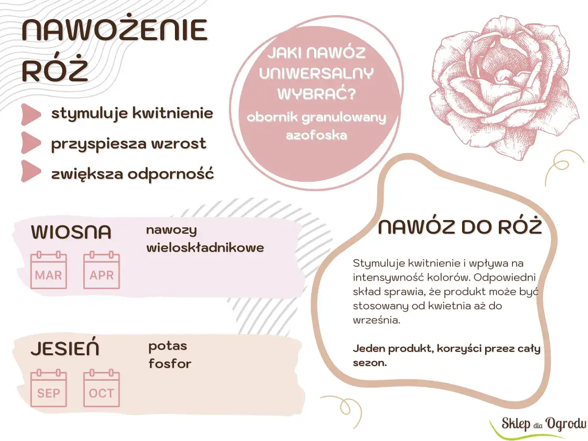 Kiedy nawozić róże? Wiosną nawozy wieloskładnikowe (marzec-kwiecień), jesienią potas i fosfor (wrzesień-październik). Nawóz do róż stymuluje kwitnienie.