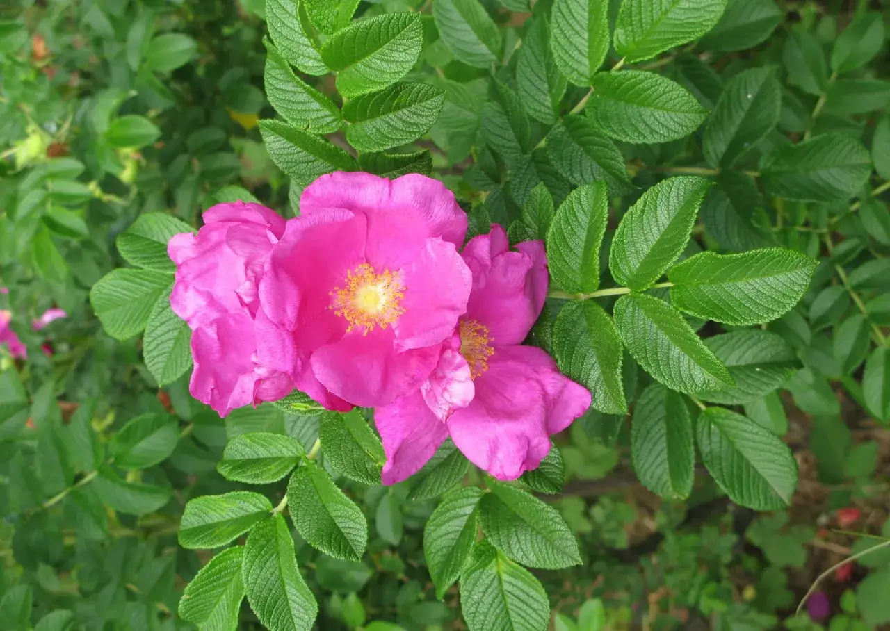 Piękne, różowe kwiaty dzikiej róży odmiany Rugosa, otoczone zielonymi liśćmi.