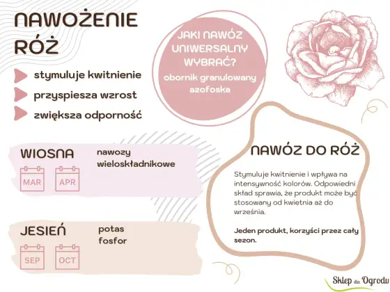 Kiedy nawozić róże, by bujnie kwitły? Kalendarz i dawki