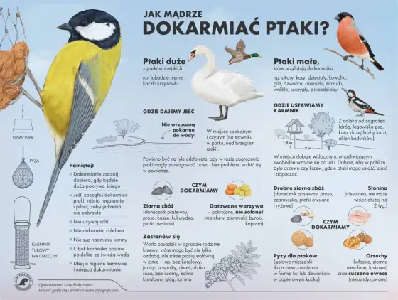 Co jedzą małe ptaki? Bezpieczne karmienie i pomoc podlotom